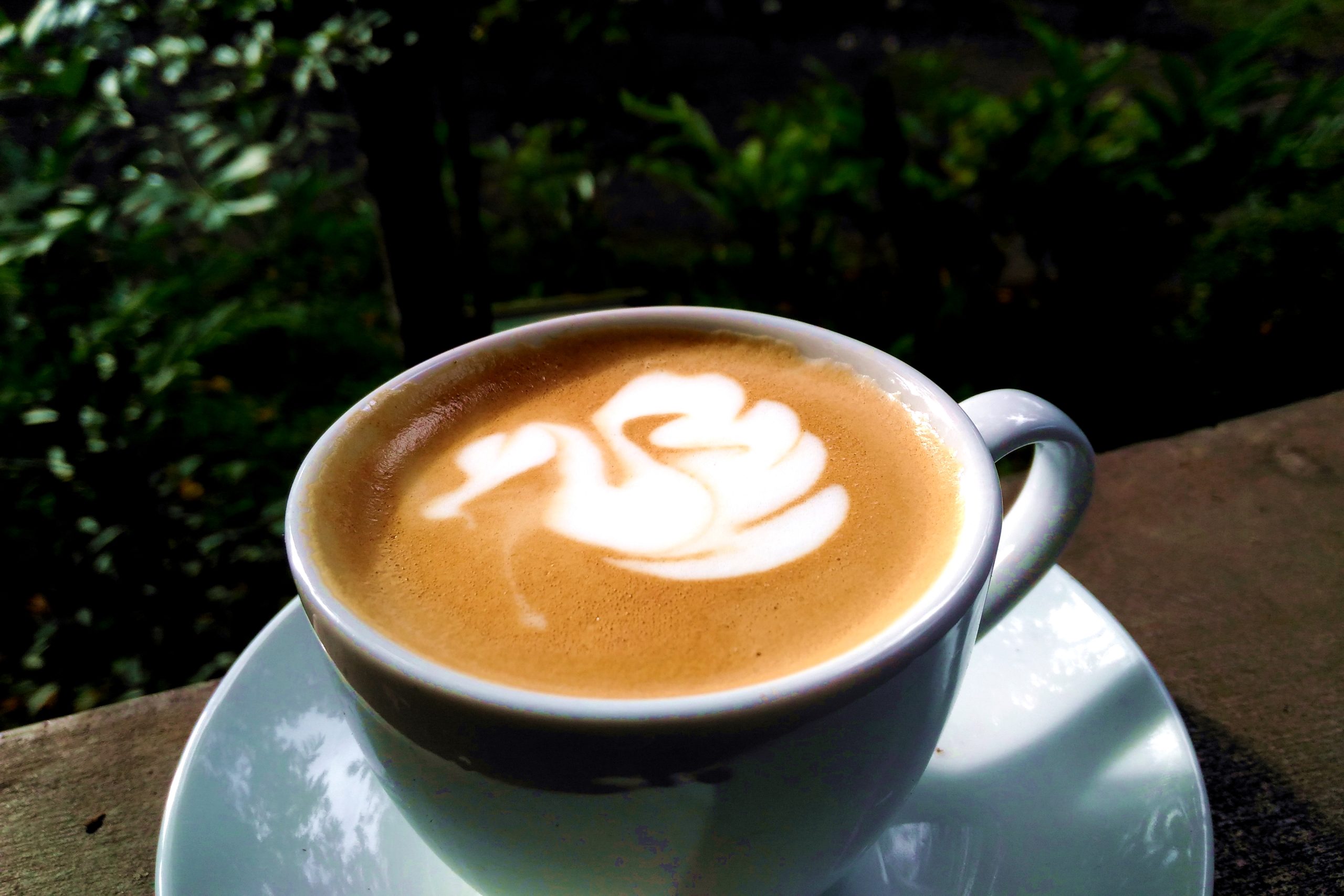 A white cup of milky coffee with a swan drawn in the foam, on a saucer beside garden greenery