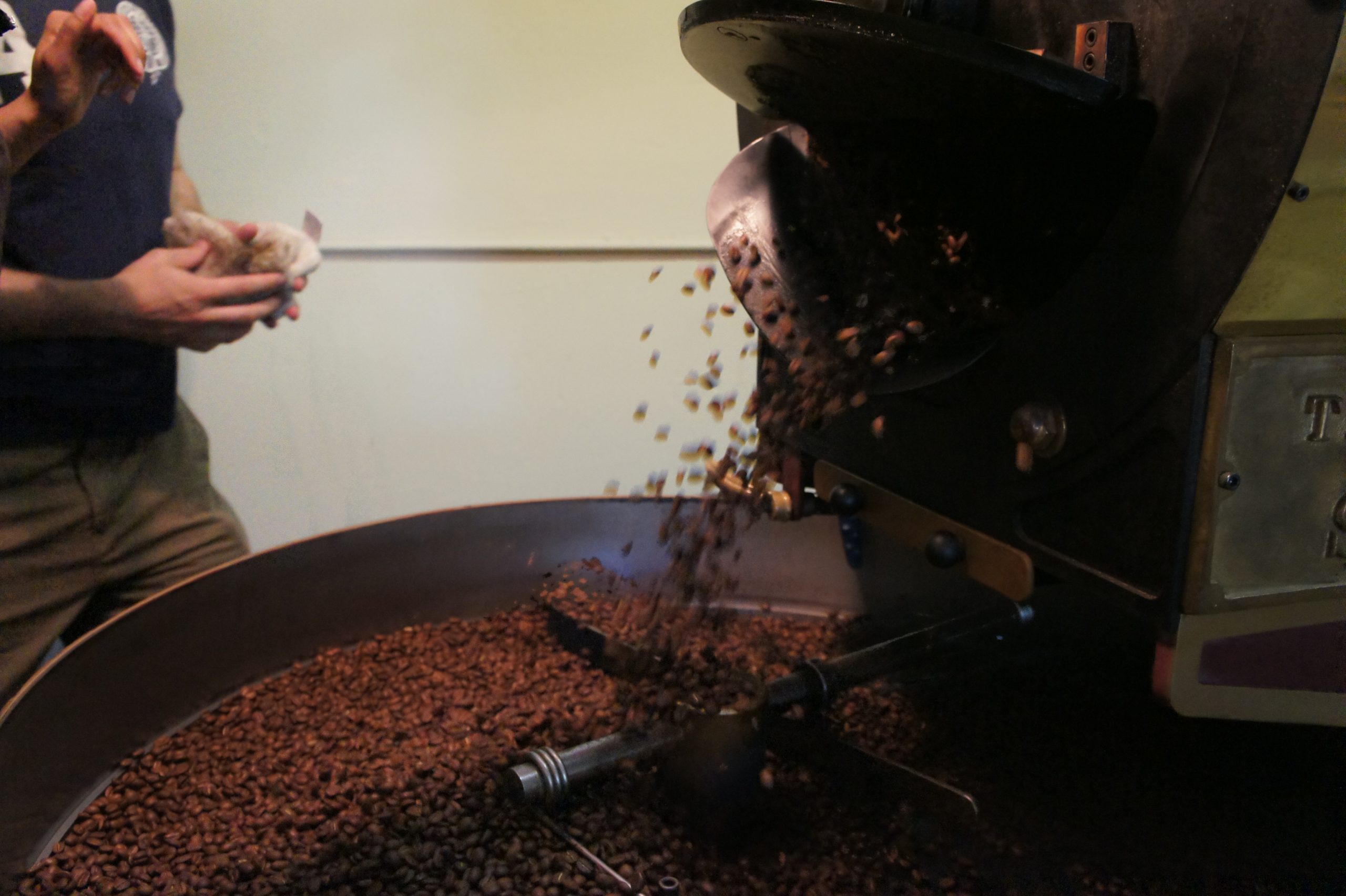 Freshly roasted coffee beans tumbling from a drum roaster into a round cooling tray