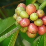Arabica vs Robusta