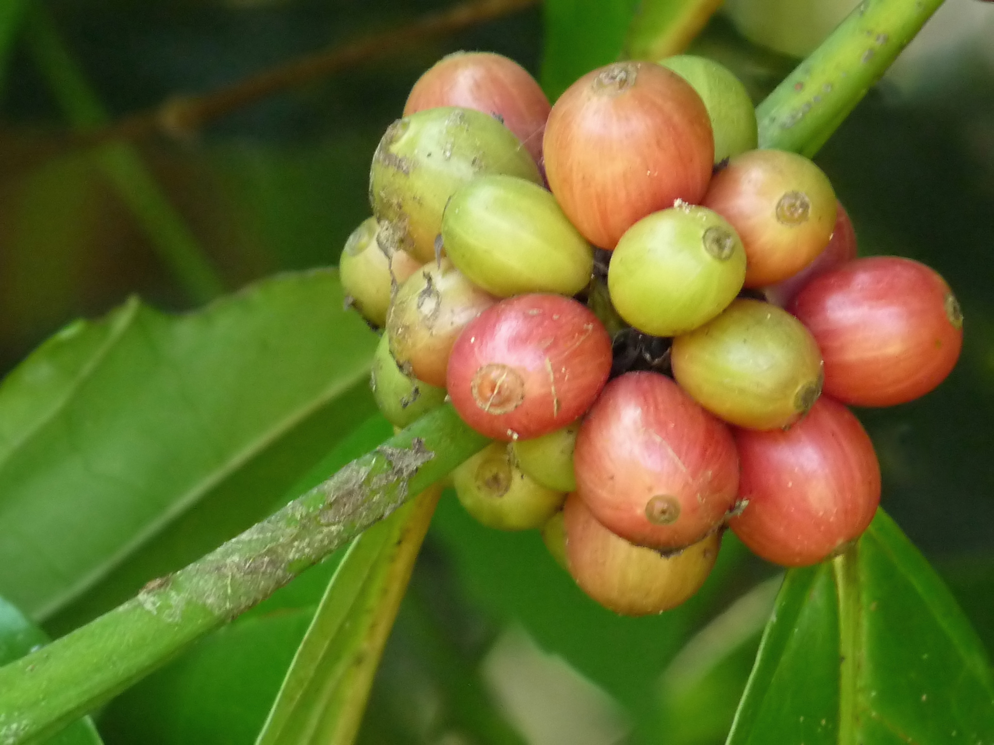 A cluster of ripening robusta coffee cherries in green, yellow and red on a branch