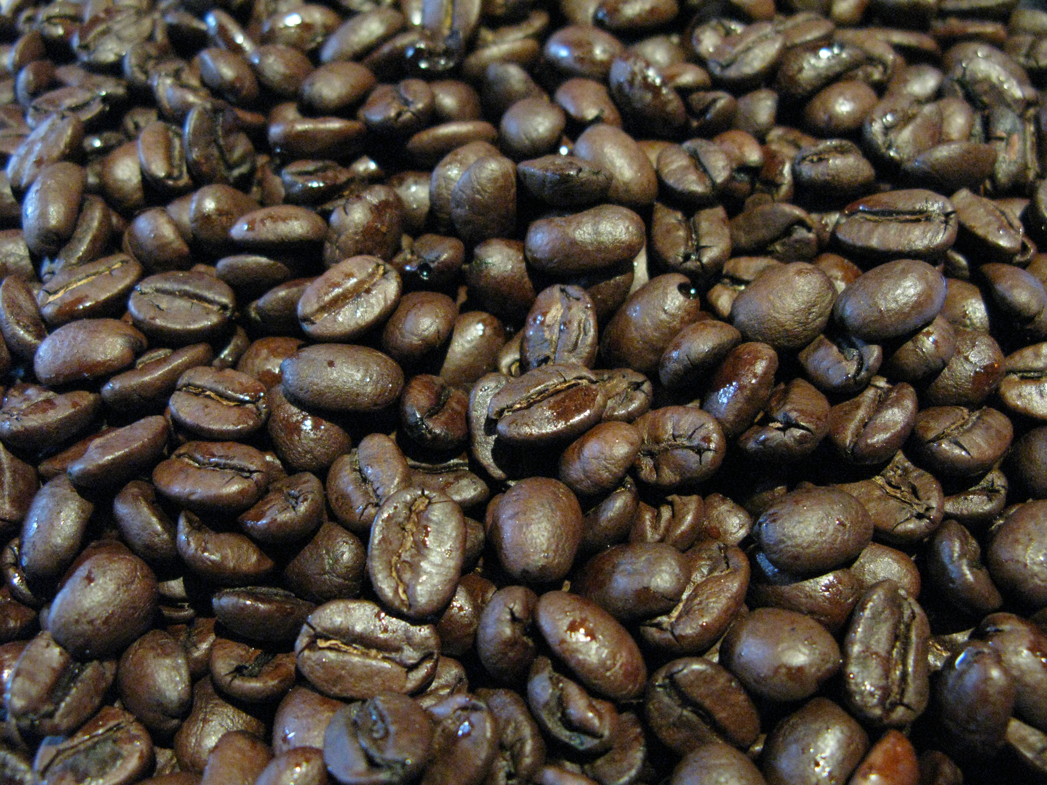 A close-up of shiny, dark roasted coffee beans with oil on their surfaces
