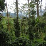Coffee Certification Labels Compared
