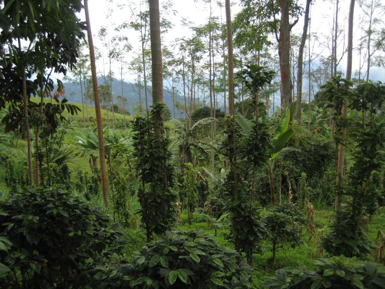 Coffee Certification Labels Compared