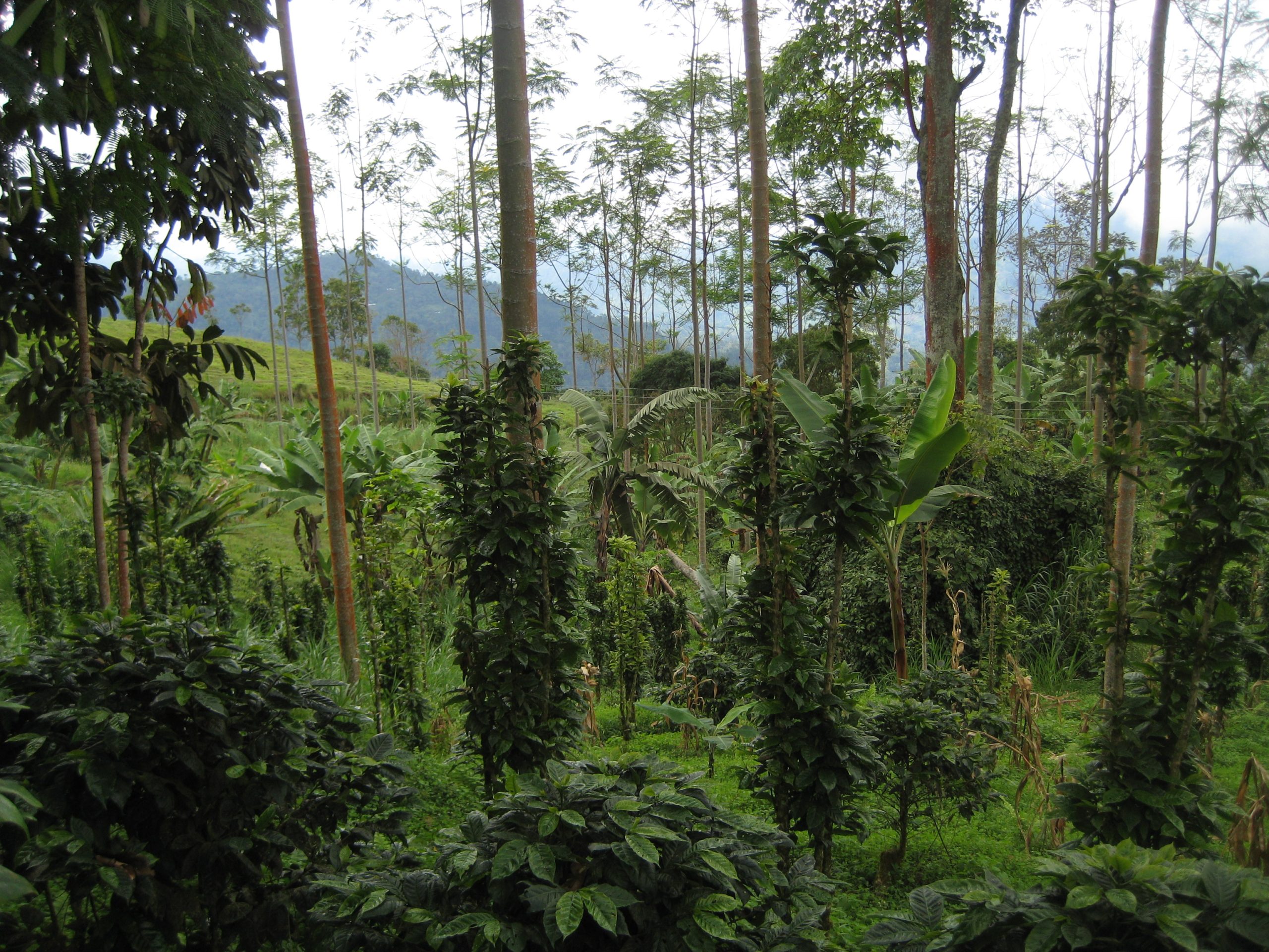 Coffee shrubs growing beneath tall shade trees on a green hillside farm
