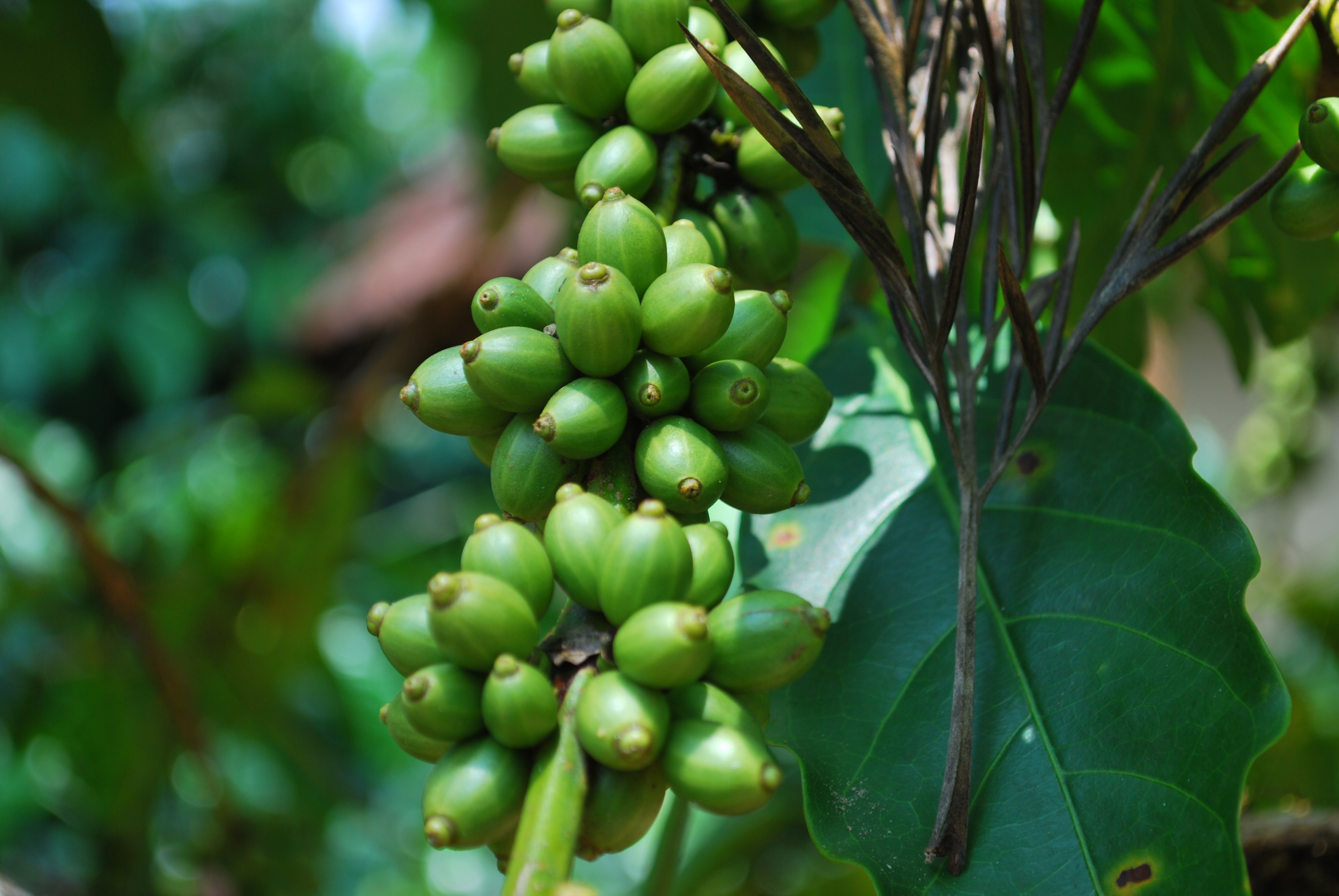 A cluster of unripe green coffee cherries on a branch beside a large leaf